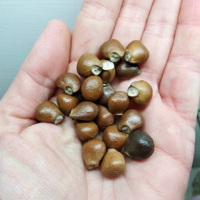 klokoč zpeření, klokočí, korálky z klokočí, korálky, japa mala klokokoč, náramky